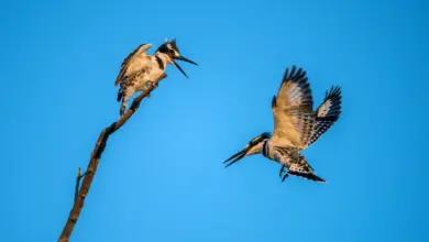 Two Chattering Kingfisher (Todiramphus tutus) One Landing