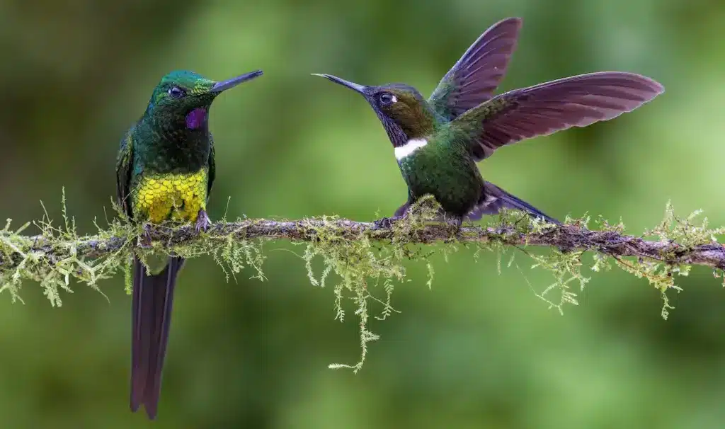 Two Hummingbirds On A Branch