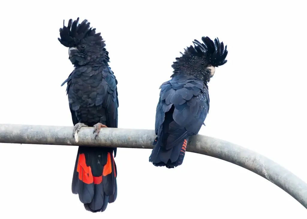 Two Red Tailed Black Cockatoos Perched