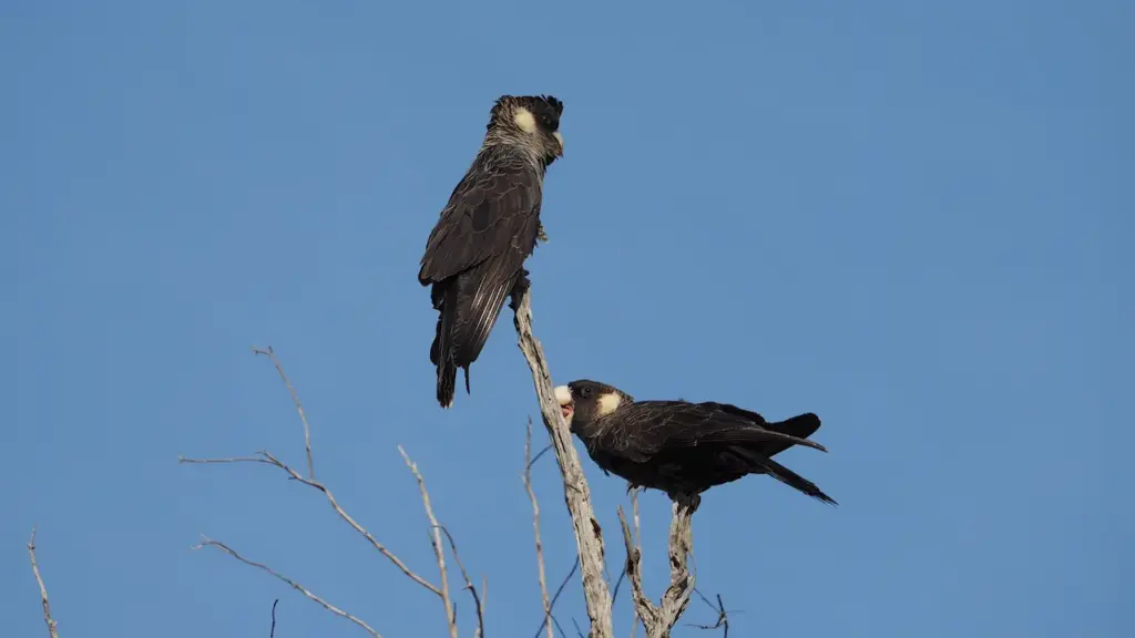 Two Short-Billed or Carnaby Black Cockatoos In A Tree