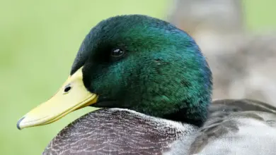 Closeup Image of Duck Waterfowl Problems