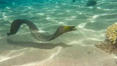 What Eats An Eel Under Water