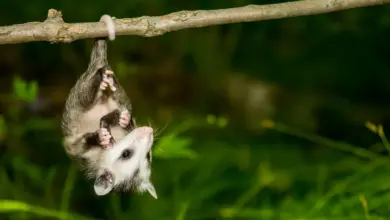 Opossum Hanging Upside Down What Eats An?