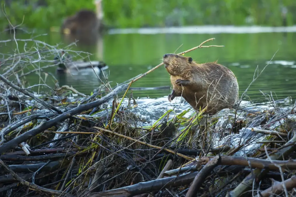 What Eats Beavers Building A Dam