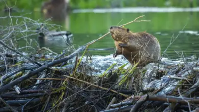 Beavers Next To A Water What Eats Beavers