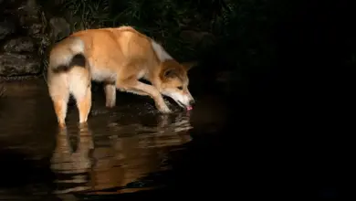 A Dingo in the Water What Eats Dingos?