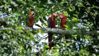 What Eats Parrots Three Red Macaws