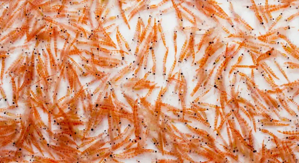What Fish Eat Krill Lotf Of Antarctic Krill