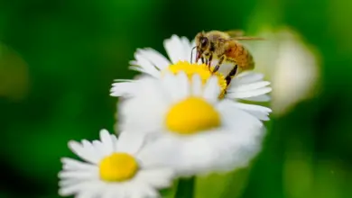 Honeybee Perched On White Daisy Flower What Is Acetylcholine