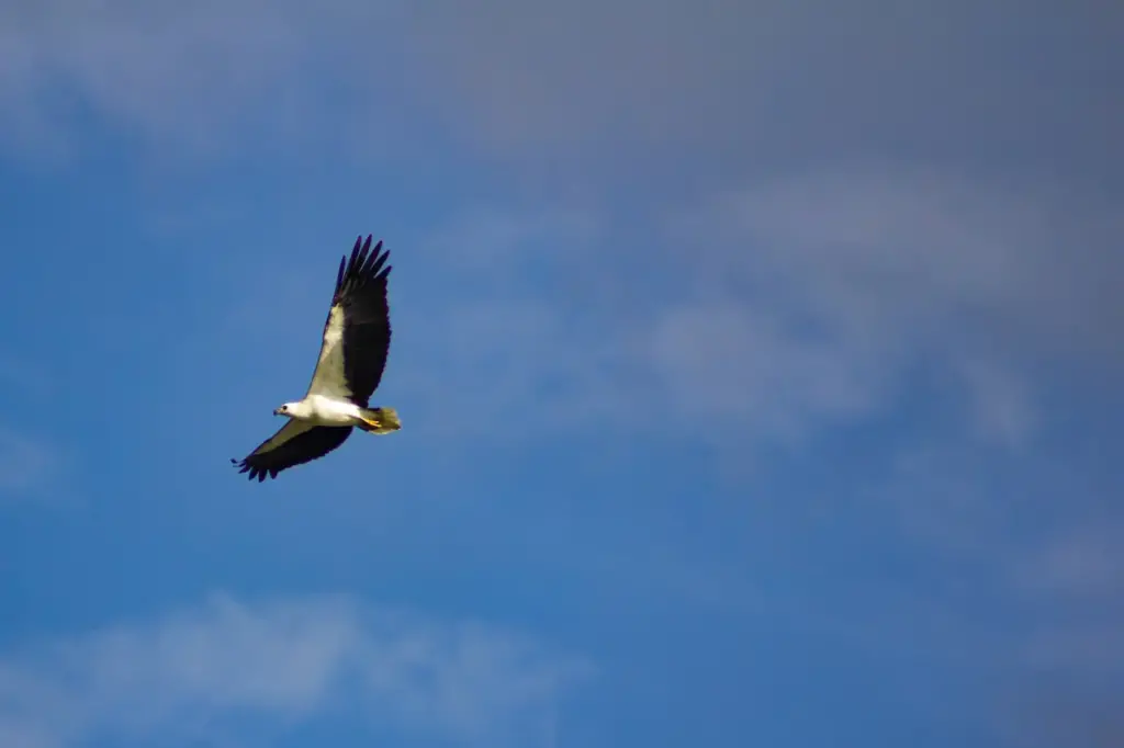 The Flying White-bellied Sea Eagle