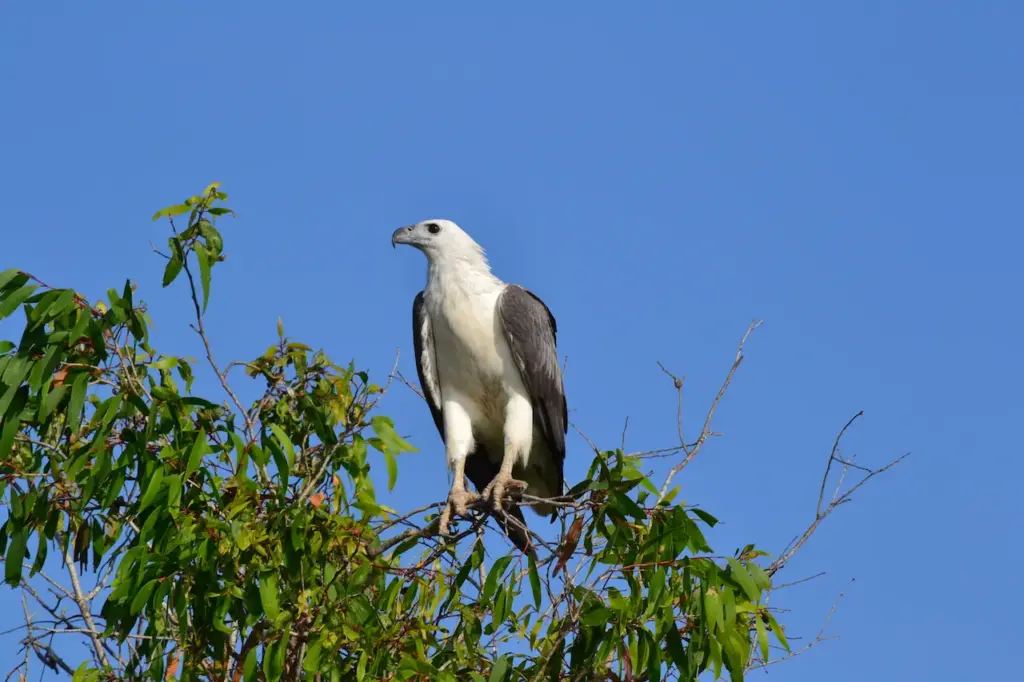 Close up of White-bellied Sea Eagles