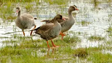 Three White-fronted Geese at the Swamp