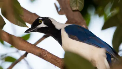 White-tailed Jay Perched On A Tree