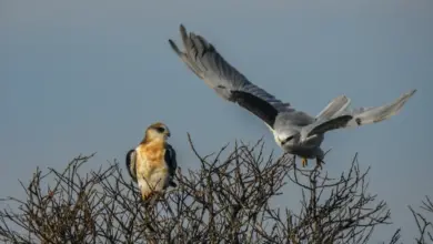 The White-Tailed Kite Flying Past A Juvenile