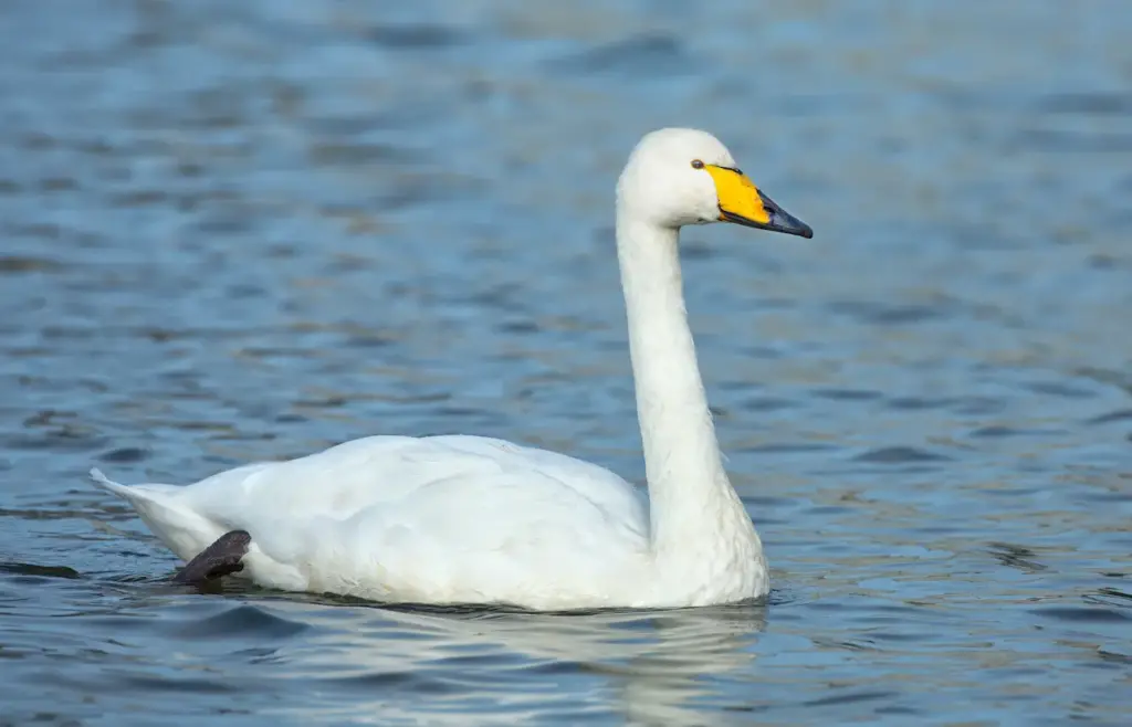 Whooper Swan in Blue Water 